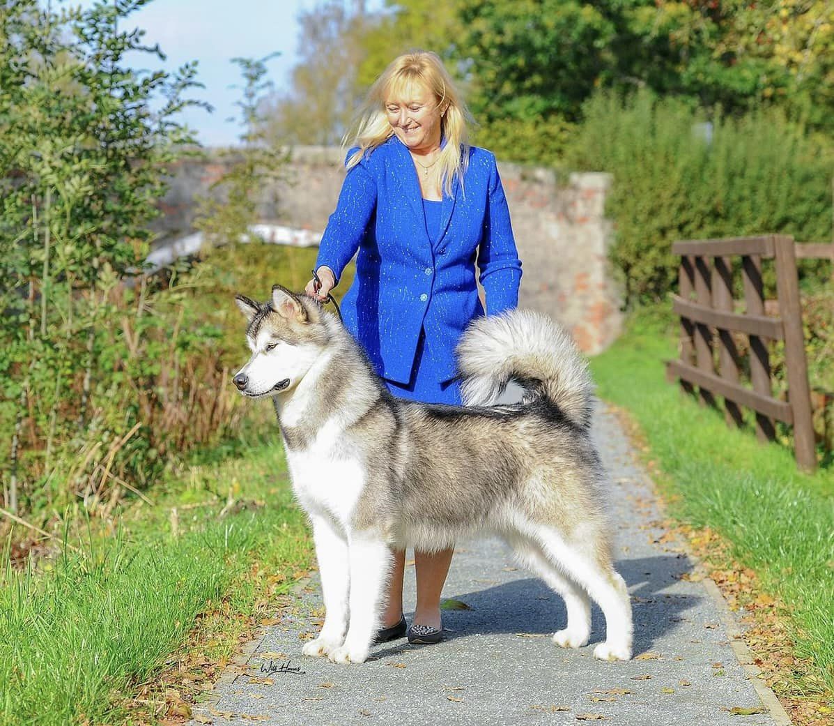 CH Chayo Causin Chaos