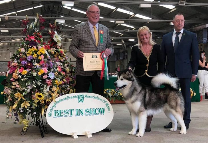 CH Chayo Cause Celebre