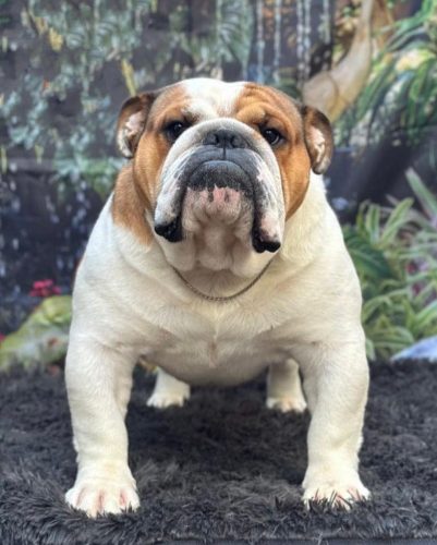 Fearnought King Of The Road