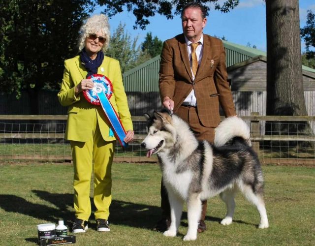 Sno Quest's Gonna Fly Now to Chayo (Imp USA)