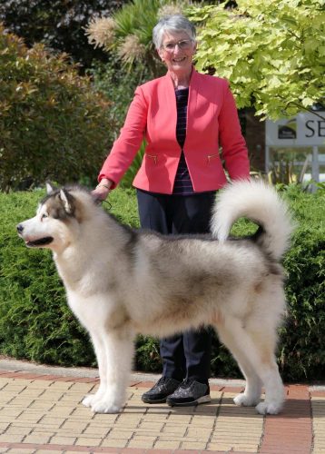 Midas - Best Veteran In Breed