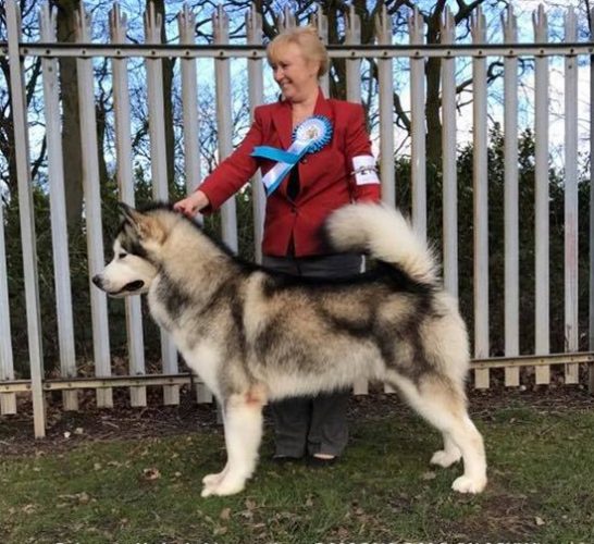 CH Chayo Formula One